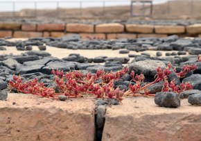 Photo by Julia Harte.